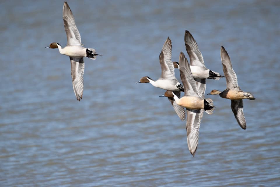 Ducks Unlimited Banquet To Ely